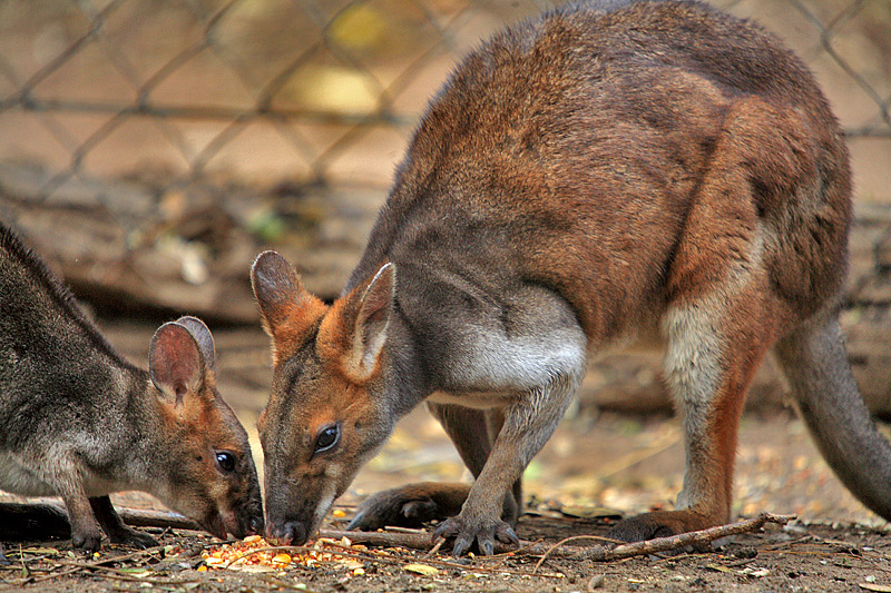 Small Wallabies