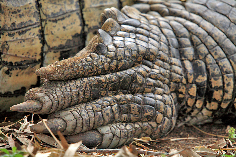 Crocodile foot