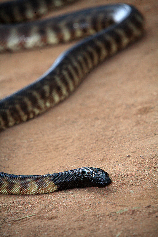 Snake 1