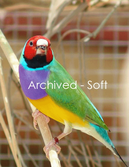 Gouldian Deterioration Example 1.gif