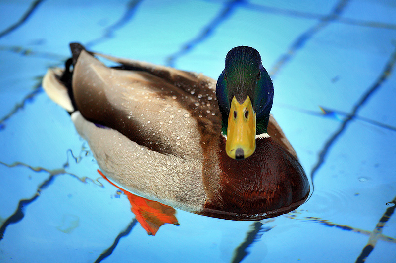 And Another Duck