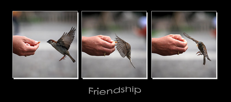 Friendship