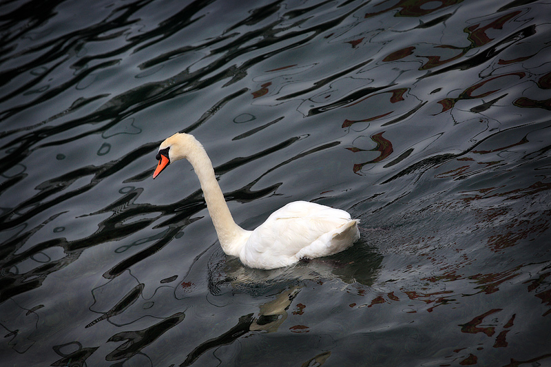 The Swan