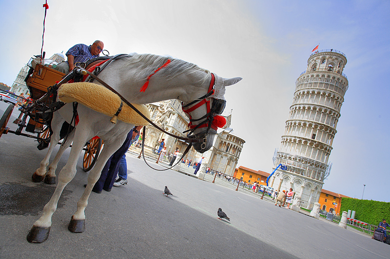 The Pisa and The Horse