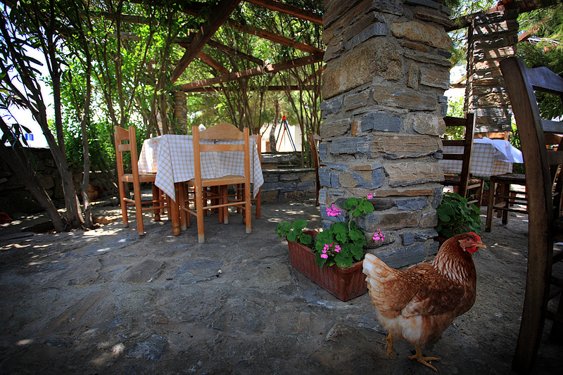Chicken for Lunch?