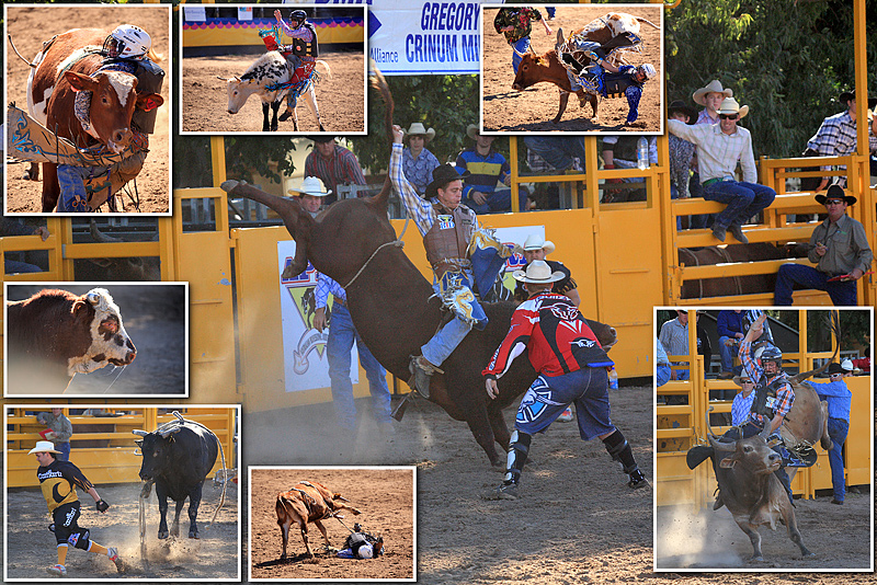 Rodeo-Bull-1.jpg