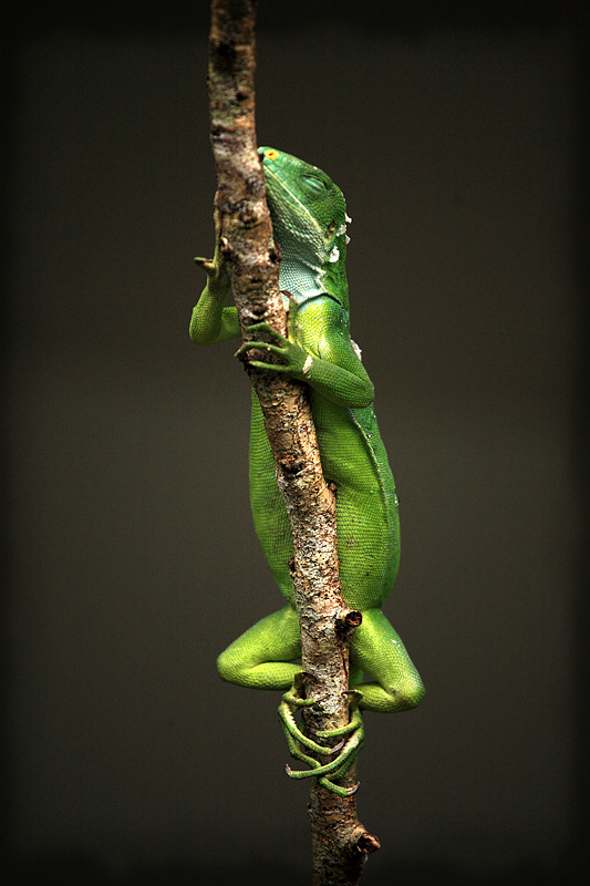 Sleepy Iguana