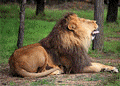 Lion Thumb 3.gif