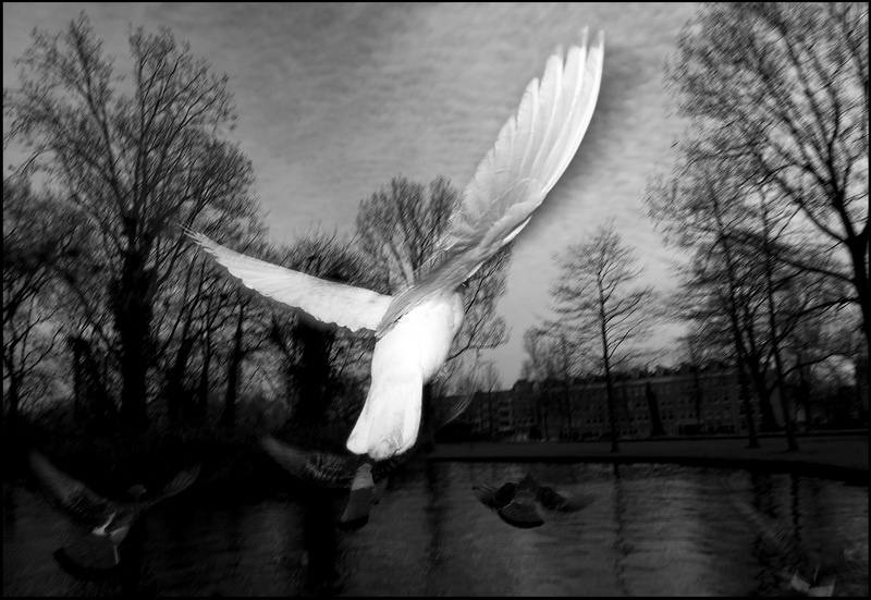Fly away