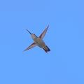 Hummingbird