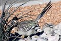 Male Roadrunner