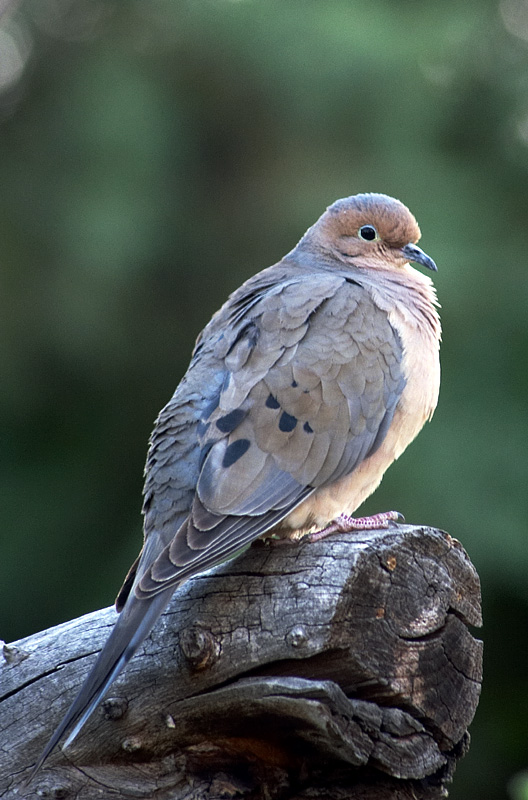 dove2.jpg