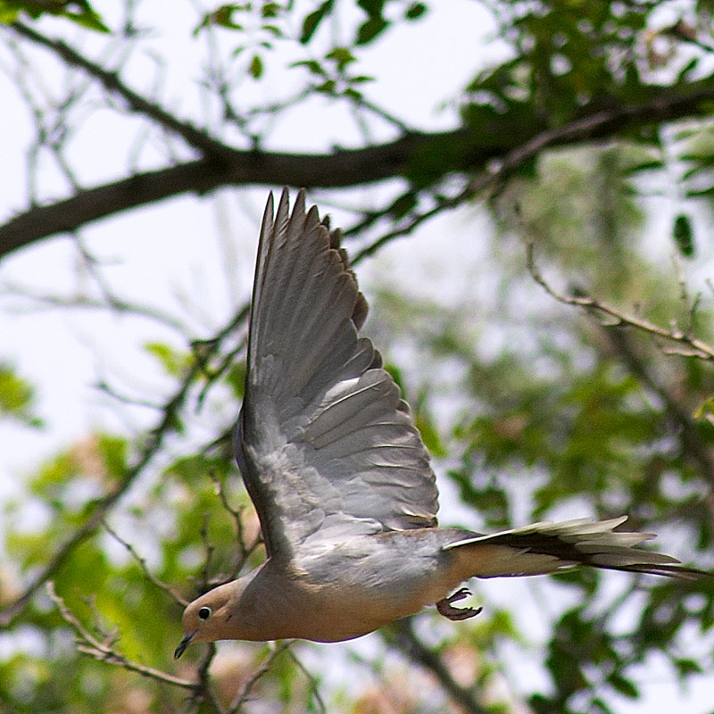 dove3.jpg