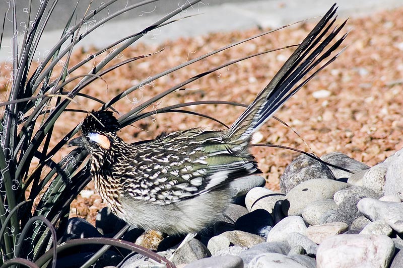 Male Roadrunner