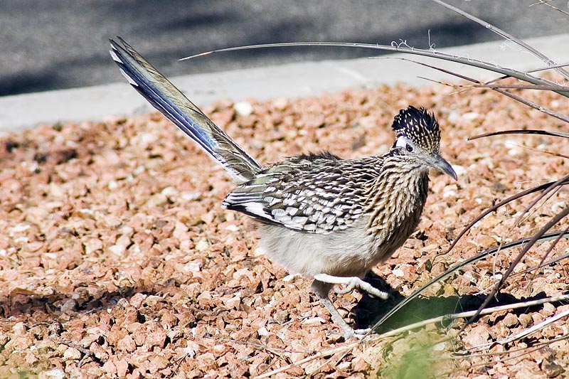 Female Roadrunner