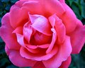 Perfect Rose