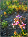 flower.jpg