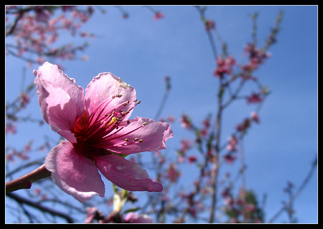 Spring Blossum