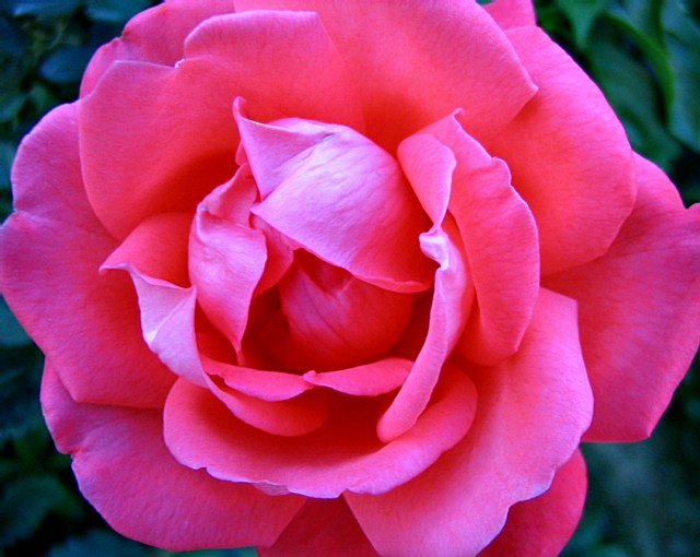 Perfect Rose