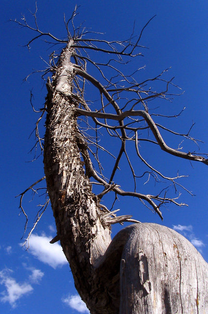 tree2.jpg