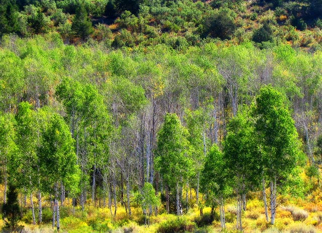 gothic_trees.jpg