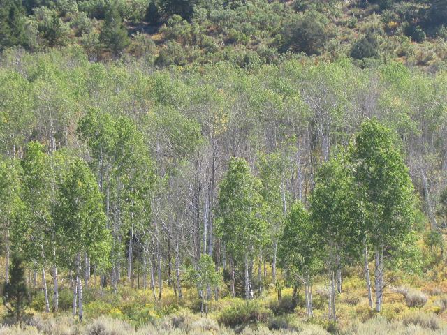 trees_orig.JPG