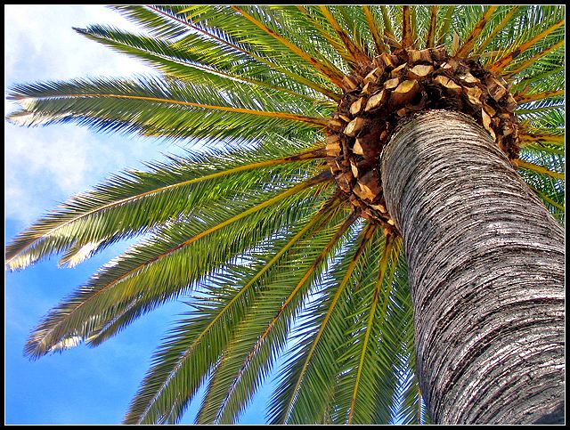 California Palm