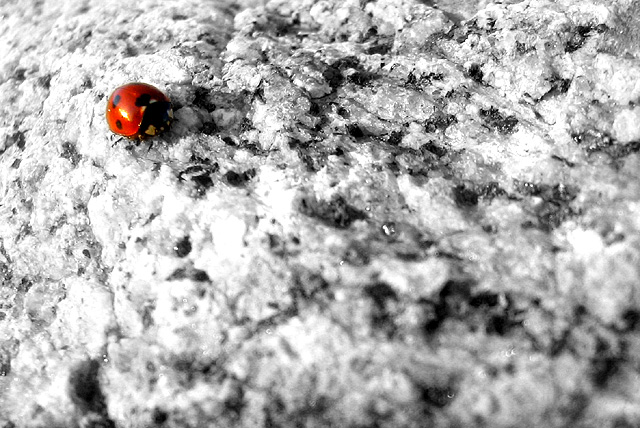 ladybug.jpg