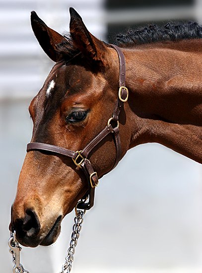 test_horse.jpg