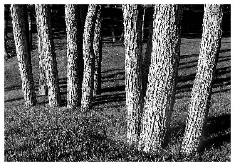 Shadows