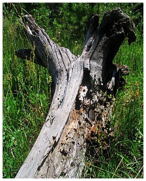 fallen_stump.jpg