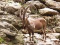 Graceful horns