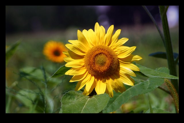 sunny sunflower