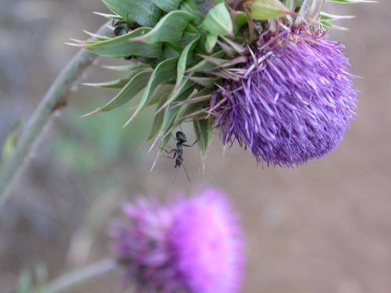 Ant on a Thistle, Mesa Verde Colorado