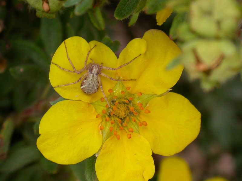 Tiny Spider in July, Rocky Mountain National Park