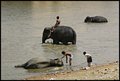 bathing the elephants