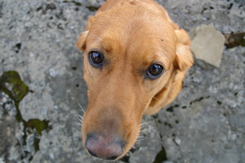 Puppy eyes