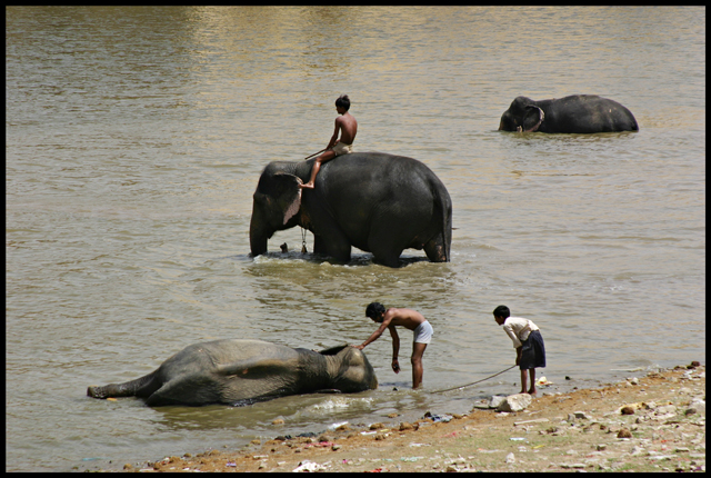 bathing the elephants