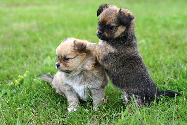 Wow look over there!!!