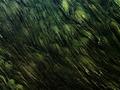 Mossy Moss Moss