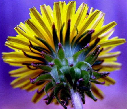 purple and yellow.jpg