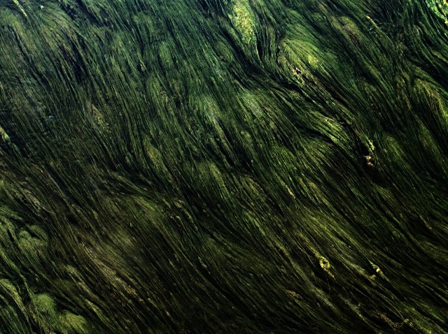 Mossy Moss Moss