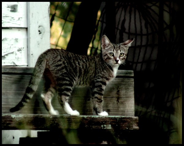 Web kitty2.jpg