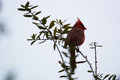 Early Morning Singer