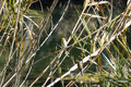 Juvenile Yellow Throated Vireo's