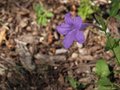 Wildflower