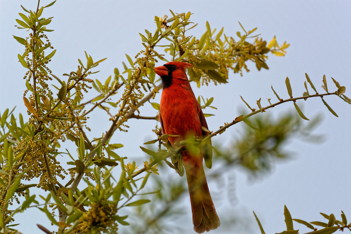 Singer