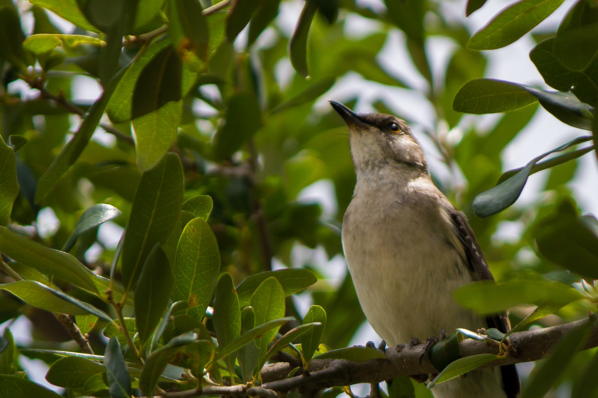 Mockingbird in Oak