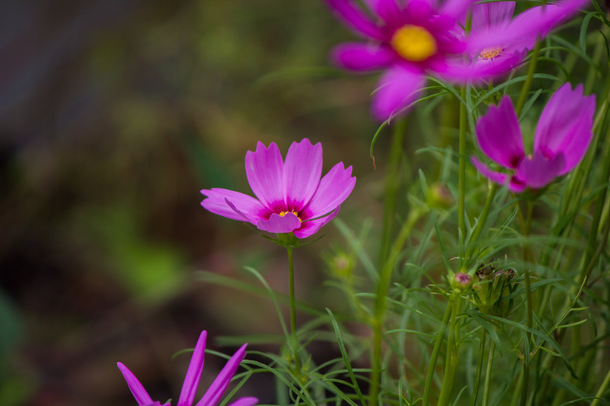 Garden Flowers