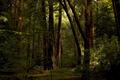 Muir Woods